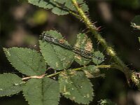 Coenagrion puella 119, female, Azuurwaterjuffer, Saxifraga-Jan van der Straaten