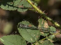 Coenagrion puella 120, female, Azuurwaterjuffer, Saxifraga-Jan van der Straaten