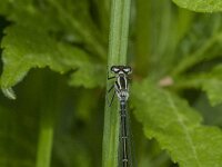 Coenagrion puella 121, female, Azuurwaterjuffer, Saxifraga-Jan van der Straaten