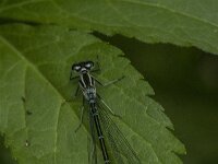 Coenagrion puella 122, female, Azuurwaterjuffer, Saxifraga-Jan van der Straaten