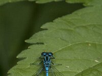 Coenagrion puella 123, female, Azuurwaterjuffer, Saxifraga-Jan van der Straaten