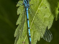 Coenagrion puella 124, male, Azuurwaterjuffer, Saxifraga-Jan van der Straaten