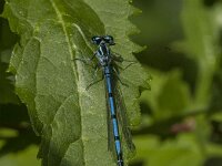 Coenagrion puella 125, male, Azuurwaterjuffer, Saxifraga-Jan van der Straaten