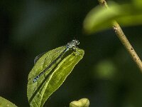 Coenagrion puella 126, male, Azuurwaterjuffer, Saxifraga-Jan van der Straaten