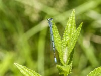 Coenagrion puella 127, male, Azuurwaterjuffer, Saxifraga-Jan van der Straaten