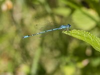Coenagrion puella 128, male, Azuurwaterjuffer, Saxifraga-Jan van der Straaten