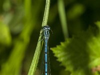 Coenagrion puella 130, male, Azuurwaterjuffer, Saxifraga-Jan van der Straaten