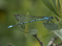 Coenagrion puella 63, Azuurwaterjuffer, Saxifraga-Willem van Kruijsbergen