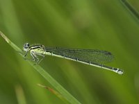 Coenagrion puella 65, Azuurwaterjuffer, female, Saxifraga-Willem van Kruijsbergen