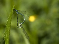 Coenagrion puella 72, Azuurwaterjuffer, Saxifraga-Jan van der Straaten