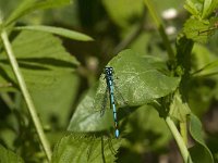 Coenagrion puella 77, Azuurwaterjuffer, Saxifraga-Jan van der Straaten