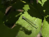 Coenagrion puella 78, Azuurwaterjuffer, Saxifraga-Jan van der Straaten