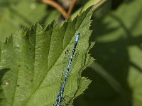 Coenagrion puella 81, Azuurwaterjuffer, Saxifraga-Jan van der Straaten