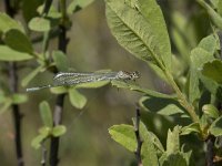 Coenagrion puella 82, Azuurwaterjuffer, Saxifraga-Willem van Kruijsbergen