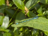 Coenagrion puella 97, male, Azuurwaterjuffer, Saxifraga-Jan van der Straaten