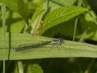 Coenagrion puella 98, female, Azuurwaterjuffer, Saxifraga-Jan van der Straaten