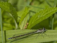 Coenagrion puella 99, female, Azuurwaterjuffer, Saxifraga-Jan van der Straaten