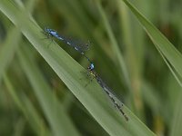 Coenagrion pulchellum 29, Variable waterjuffer, Saxifraga-Luuk Vermeer