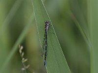 Coenagrion pulchellum 33, Variable waterjuffer, Saxifraga-Luuk Vermeer