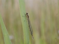 Coenagrion pulchellum 35, Variable waterjuffer, Saxifraga-Luuk Vermeer