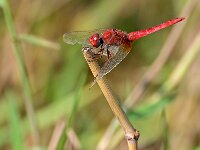 Crocothemis erythraea 24, Vuurlibel, Saxifraga-Tom Heijnen