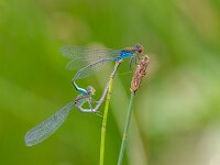 Erythromma viridulum 13, Kleine roodoogjuffer, paringswiel, Saxifraga-Bart Heijne : 2025, Erythromma viridulum, KNNV, Renkumse Benedenwaard, inventarisatie, juli, kleine roodoogjuffer, libel, paringswiel, tandem, waterjuffer, zomer