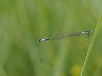 Ischnura elegans 48, Lantaarntje, Saxifraga-Luuk Vermeer