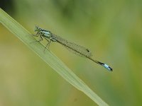 Ischnura elegans 51, Lantaarntje, Saxifraga-Luuk Vermeer