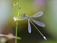 Ischnura elegans 71, Lantaarntje, Saxifraga-Tom Heijnen