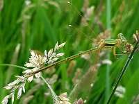 Lestes barbarus 11, Zwervende pantserjuffer, Saxifraga-Ben Delbaere  processed by AtomJPEG  1.5.0n