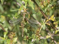 Lestes barbarus 8, Zwervende pantserjuffer, Saxifraga-Willem van Kruijsbergen