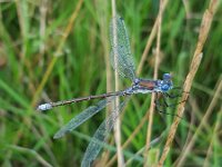 Lestes dryas 34, Tangpantserjuffer, Saxifraga-Ben Delbaere  IICSA   II