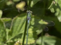 Lestes sponsa 20, Gewone pantserjuffer, Saxifraga-Willem van Kruijsbergen