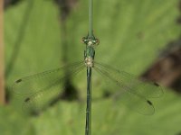 Lestes virens 25, Tengere pantserjuffer, female, Saxifraga-Willem van Kruijsbergen