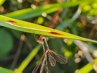 Lestes virens 48, Tengere pantserjuffer, Saxifraga-Ben Delbaere