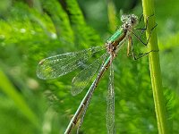 Lestes virens 49, Tengere pantserjuffer, Saxifraga-Ben Delbaere