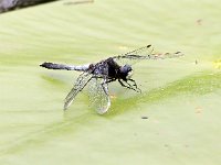 Leucorrhinia caudalis 19, Sierlijke witsnuitlibel, Saxifraga-Bart Vastenhouw