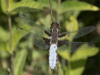 Libellula depressa 45, Platbuik, Saxifraga-Willem van Kruijsbergen