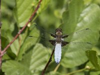 Libellula depressa 46, Platbuik, Saxifraga-Willem van Kruijsbergen