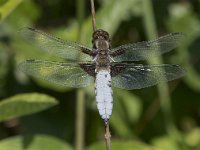 Libellula depressa 49, Platbuik, Saxifraga-Willem van Kruijsbergen