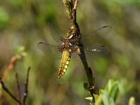 Libellula depressa 50, Platbuik, Saxifraga-Luuk Vermeer