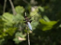 Libellula depressa 52, Platbuik, Saxifraga-Jan van der Straaten