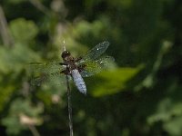 Libellula depressa 53, Platbuik, Saxifraga-Jan van der Straaten