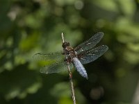 Libellula depressa 54, Platbuik, Saxifraga-Jan van der Straaten