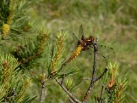 Libellula depressa 64, Platbuik, female, Saxifraga-Ed Stikvoort