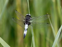 Libellula fulva 36, Bruine korenbout, Saxifraga-Bart Vastenhouw