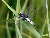 Libellula fulva 37, Bruine korenbout, Saxifraga-Bart Vastenhouw