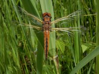 Libellula fulva 39, Bruine korenbout, Saxifraga-Ed Stikvoort