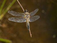 Libellula quadrimaculata 96, Viervlek, Saxifraga-Jan van der Straaten