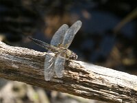 Libellula quadrimaculata 97, Viervlek, Saxifraga-Jan van der Straaten